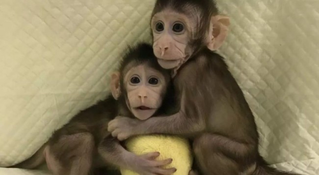 Shkenca e bën edhe klonimin e parë të majmunëve (Video)