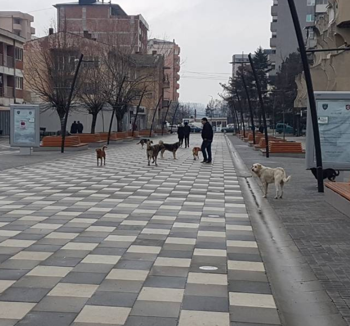 Qentë endacakë, rrezik për qytetarët në sheshin ‘’Adem Jashari’’ në Lipjan (VIDEO/FOTO)