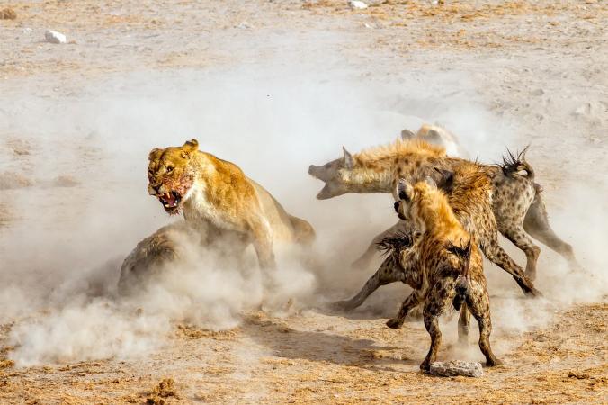 Kafshë të egra në aksion, nga National Geographic (FOTO)