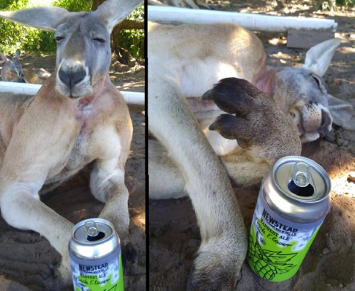 Pamje qesharake, kanguri qejfli bëhet tapë me birrë! (Foto)