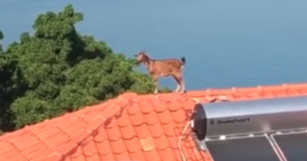 Çka po bën kjo dhi mbi çati?