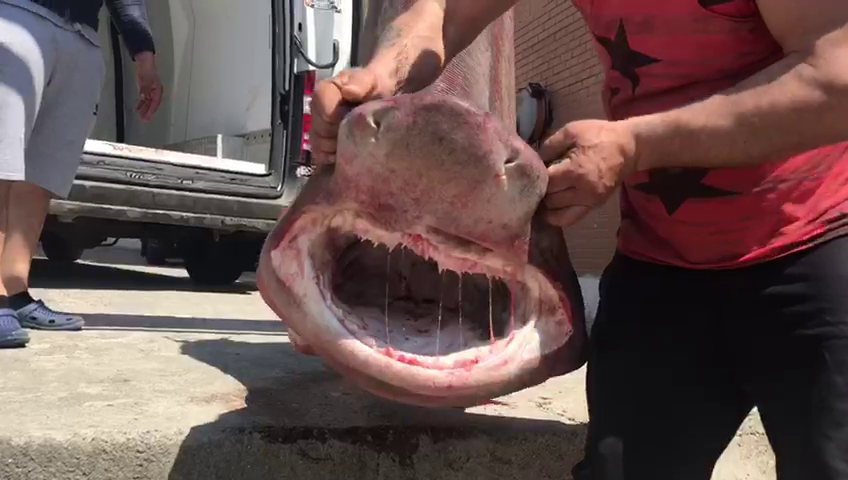 Ky po që është peshk i madh! Kapet në Durrës peshkaqeni (FOTO)