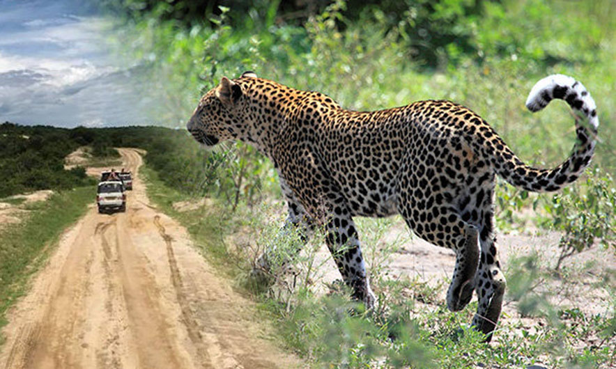 Horror në safari: Leopardi i merr jetën fëmijës 3 vjeç