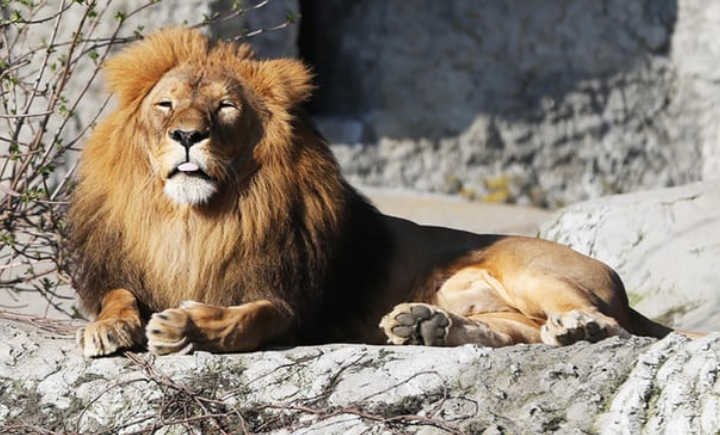 Alarm në Gjermani, arratisen nga kopshti zoologjik luanë, tigra dhe jaguarë