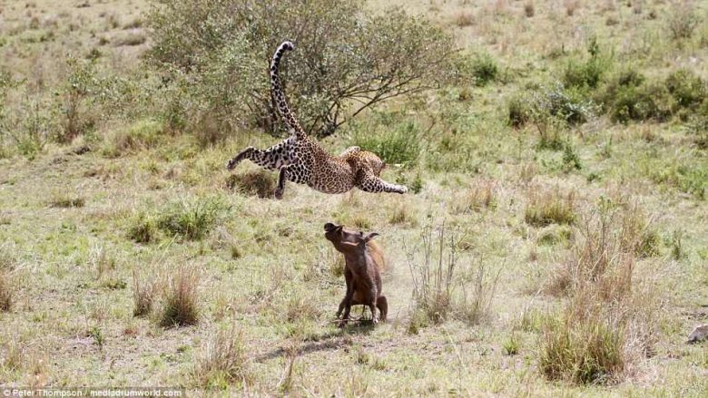 “Vallëzimi i vdekjes”: Leopardi në betejë brutale me derrin e egër, që lufton për mbijetesë (Foto)