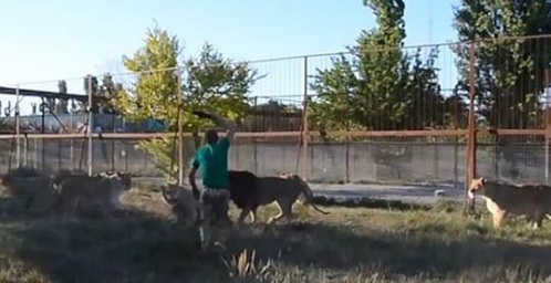 I “frikshëm” apo i çmendur?! Mes luanëve me shapkë në dorë – VIDEO