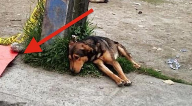 Qeni nuk pranon të largohet nga kufoma e pronarit të tij të shtypur nga makina (Foto)