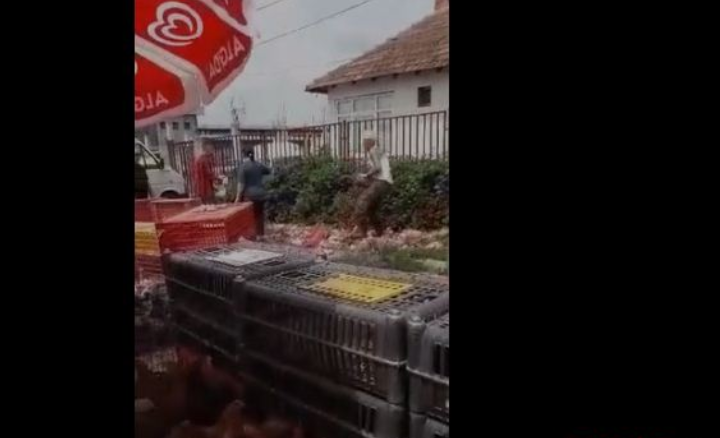 Shikojeni se në çfarë gjendje bëhet therja e pulave në tregun e Prishtinës [Video]