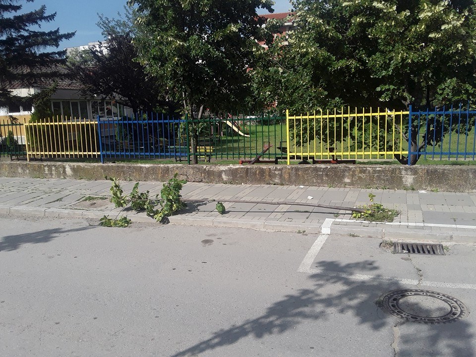 Dëmtohen drunjtë dekorativ në njërën nga rrugët e Lipjanit (Foto)