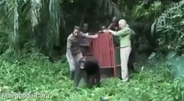 E kthejnë shimpanzenë në natyrë, por kafsha bën diçka prekëse