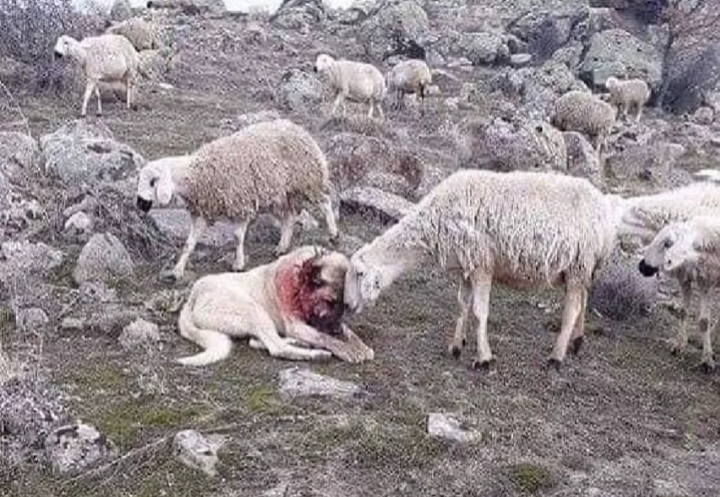 Mirënjohja e deleve për qenin e gjakosur që i mbrojti nga ujku