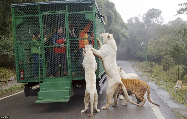 Kopshti zoologjik që fut vizitorët në kafaz dhe le kafshët të bredhin të lira